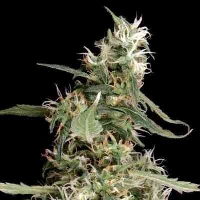 Arjan's Ultra Haze 1 > Green House Seed Company