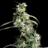 Arjan's Ultra Haze 2 > Green House Seed Company