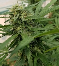 Auto #1 > Auto Seeds