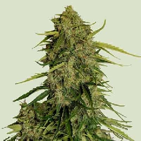 Atlas CBD F1 Auto > Royal Queen Seeds