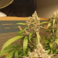 Auto Blueberry Banana > Anesia Seeds