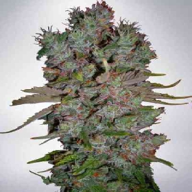 Auto Blueberry Domina > Ministry Of Cannabis