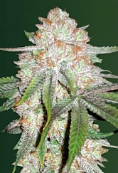 Auto Chocodope > Victory Seeds