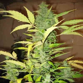 Auto Destroyer (Auto AK XXL) > Original Sensible Seeds