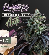 Auto French Macaron > TH Seeds