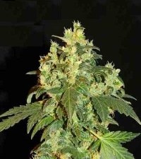 Auto Giant Devil XL > Linda Seeds