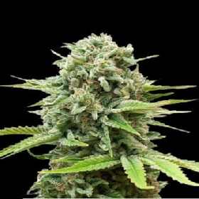 Auto Guerilla Glue > Bulk Seed Bank