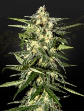 Auto Jack Herer > Green House Seed Company