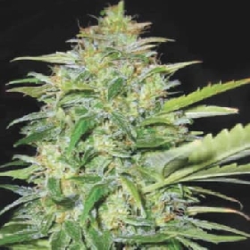 Auto Lime Skunk > Bulk Seed Bank