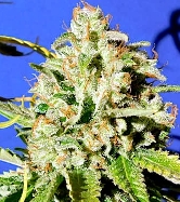 Auto Orange Diesel > Original Sensible Seeds