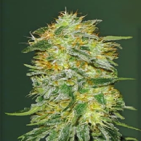 Auto Original Limonade Skunk > Victory Seeds