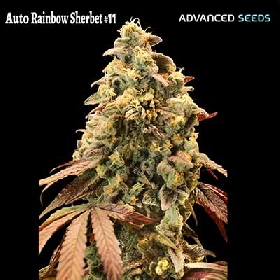 Auto Rainbow Sherbet #11 > Advanced Seeds