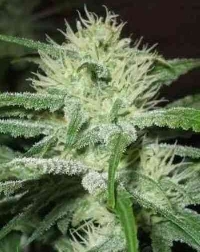 Auto Speed Bud > Female Seeds