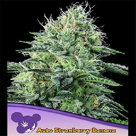 Auto Strawberry Banana > Anesia Seeds