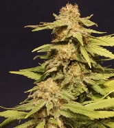 Auto Vision Caramello > Vision Seeds