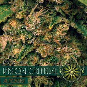 Vision Critical Auto - Vision Seeds