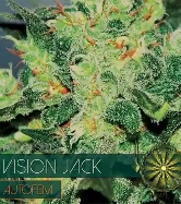 Auto Vision Jack > Vision Seeds