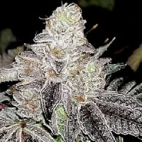 Auto Wedding Cake > Linda Seeds