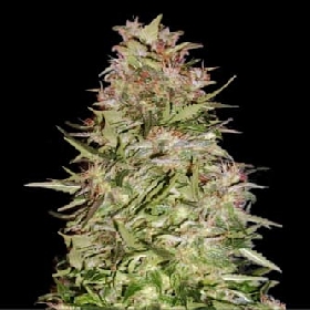 Auto White Prussian > Bulk Seed Bank