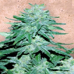 Auto White Widow x Big Bud > Female Seeds