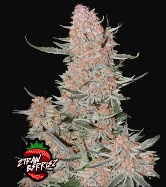 Ztrawberriez Auto > Fast Buds Company