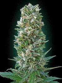 Auto Heavy Bud > Advanced Seeds