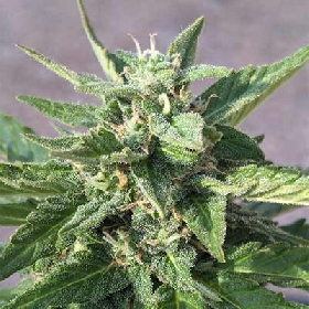 Balkonien Glück (F1 Fast Flowering) > Linda Seeds