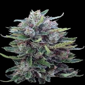 Bangi Haze x Ethiopian Standard (Regular) > ACE Seeds