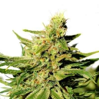 BCN Diesel CBD > Kannabia Seeds