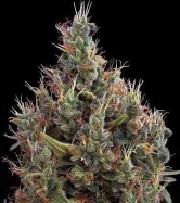 Big Bang Autoflowering > Green House Seed Company