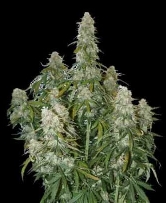 Big Bud Autoflower > Seed Stockers