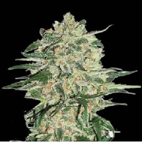 Big Bud > Seed Stockers