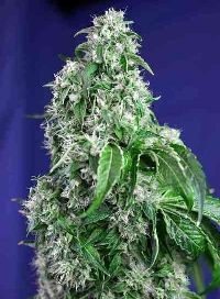 Big Devil F1 Fast Version > Sweet Seeds