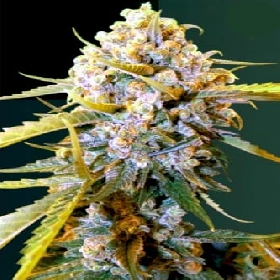 Biggest Bud > Victory Seeds