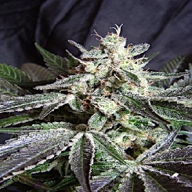 Black Jack F1 Fast Version > Sweet Seeds