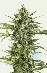 Blue Cheese Autoflowering > Dinafem Seeds