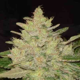 Blueberry Ghost OG > Original Sensible Seeds