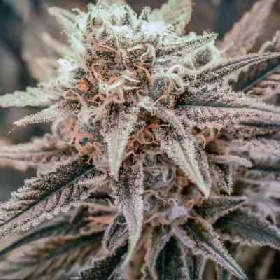 Killer Queen XX > Brothers Grimm Seeds