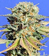 Bruce Banner #3 > Original Sensible Seeds