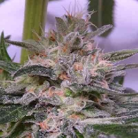 Bubba Kush x Hashplant > ACE Seeds