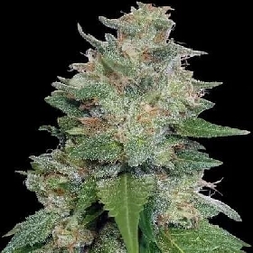 Bubba Kush x Kali China > ACE Seeds