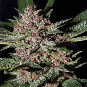 Bubba Kush > Green House Seed Company