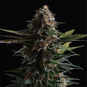 Candy Cream Go Fast > Kannabia Seeds