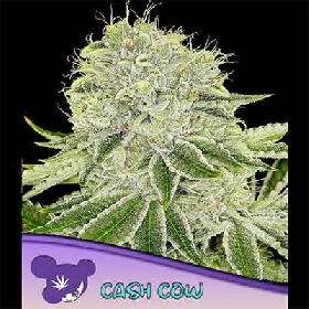 Cash Cow > Anesia Seeds