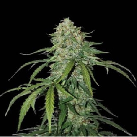 CBD 1:1 Silver Lime Haze Autoflower > Seed Stockers