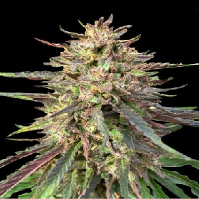 Auto CBD Guerilla Glue > Bulk Seed Bank