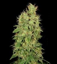 CBD Chronic > Serious Seeds