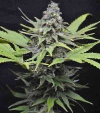 CBD Critical Mass > Linda Seeds