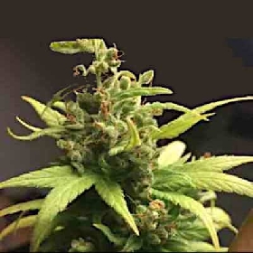 CBD Jack Herer > Linda Seeds