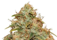 CBD Lemon Potion Auto > Barney´s Farm´